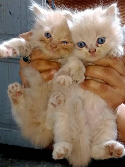 Beautiful Kittens Triple Coated