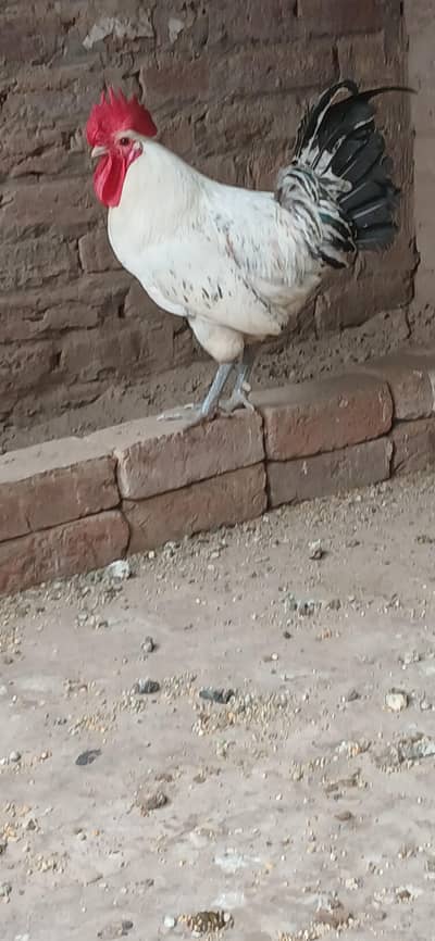 dasi cock and hen