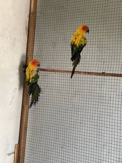 Sunconure