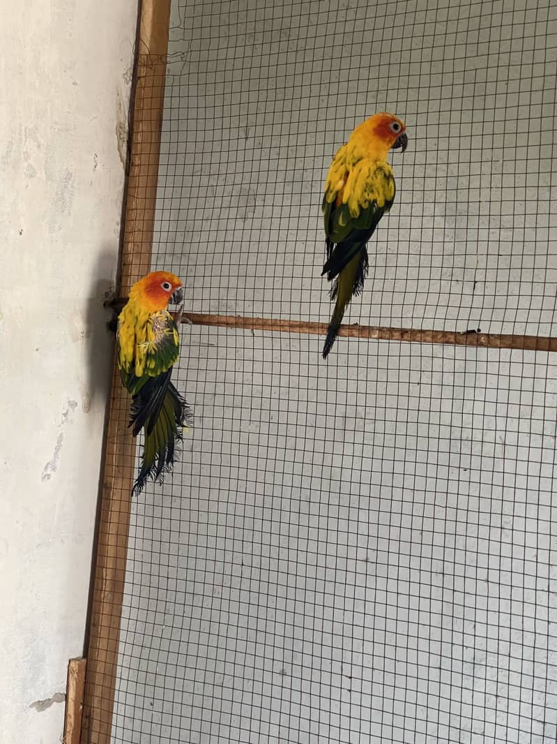 Sunconure 0
