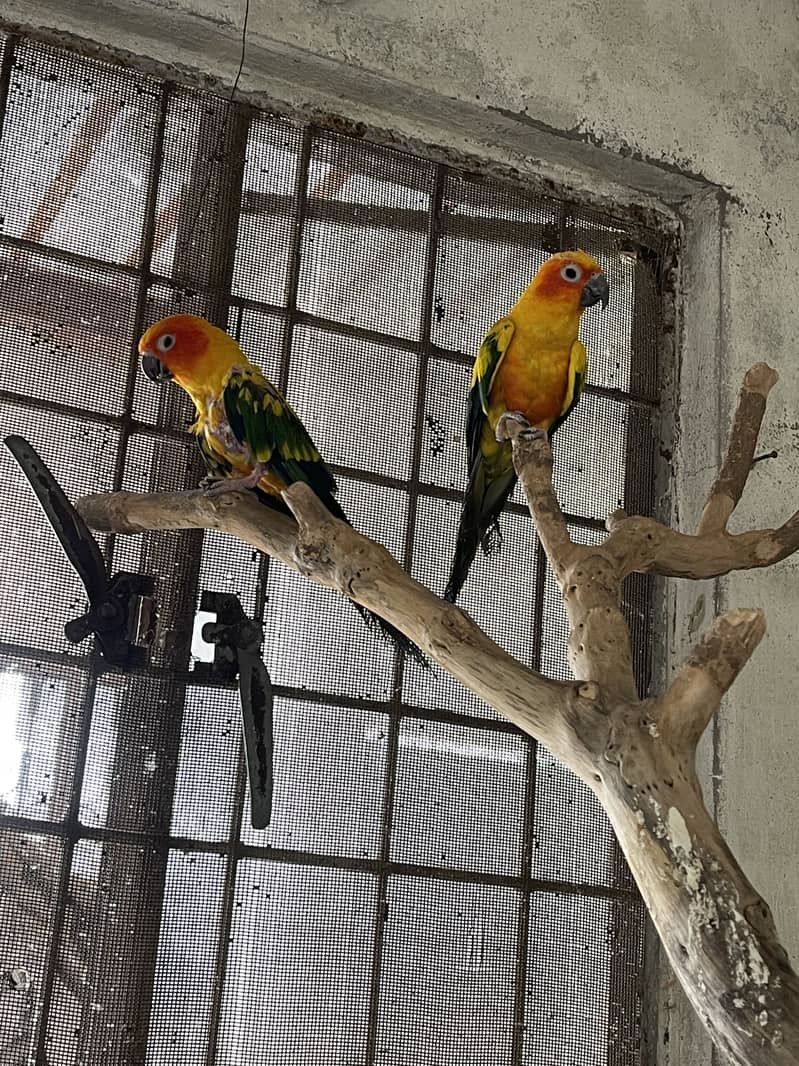 Sunconure 1