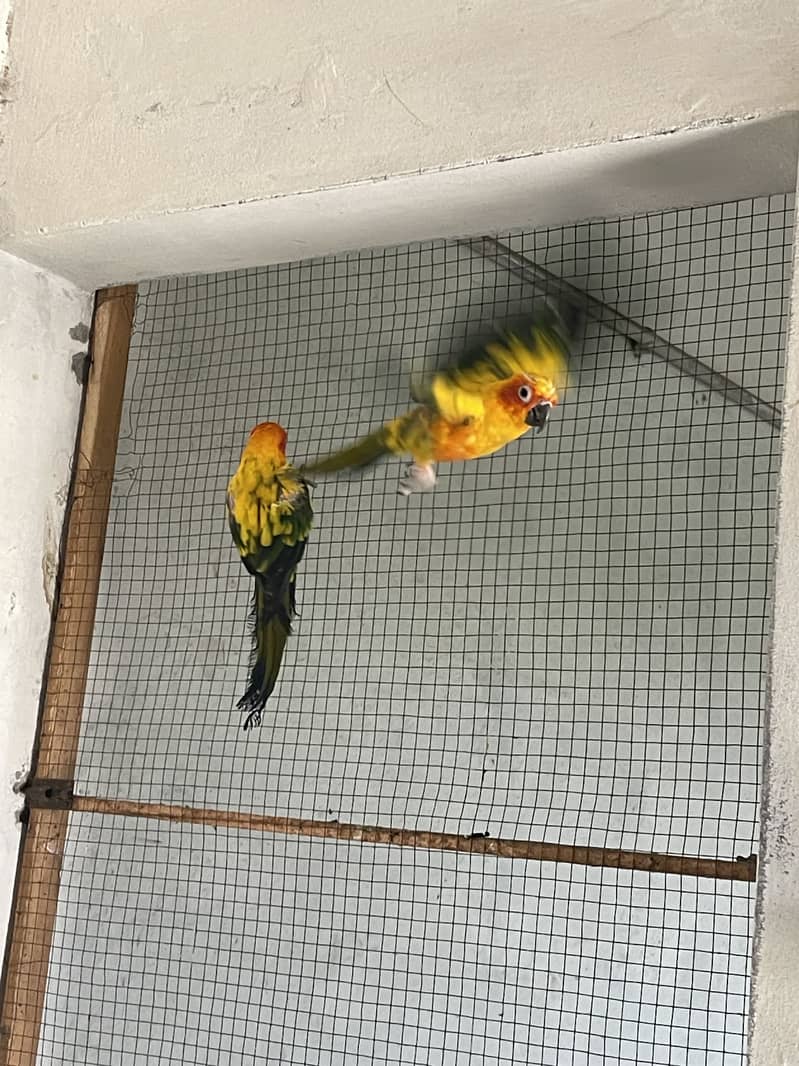 Sunconure 2