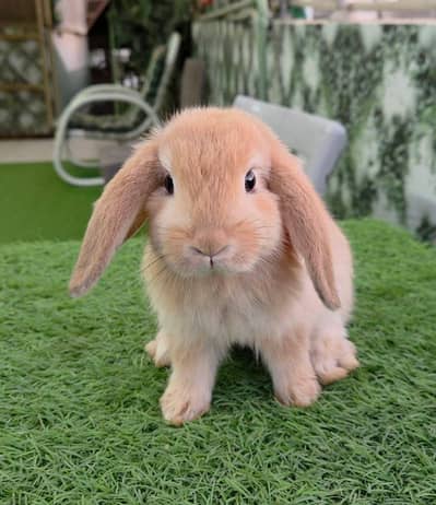 Imported Holland Lop Bunnies Rabbit