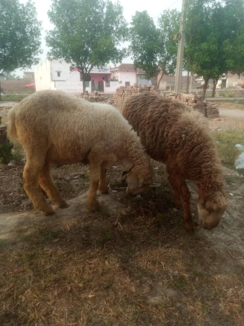تین عدد چھترے ایکٹو 1