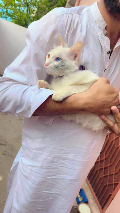 parshion cat