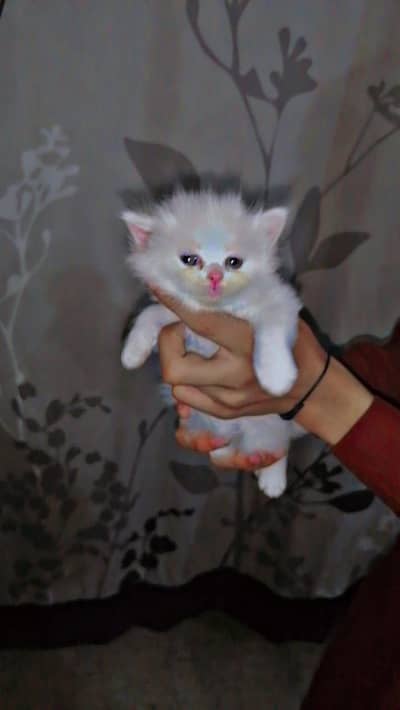 Persian cat so beautifull