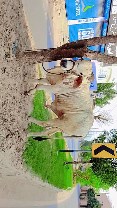 qurbani ka janwar