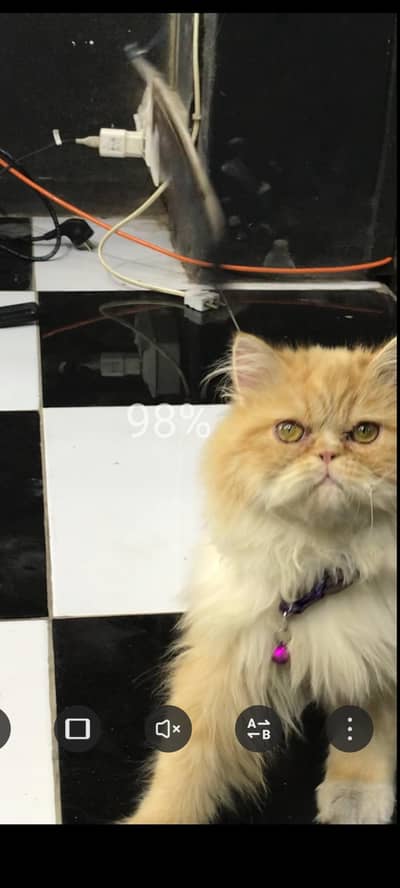 persian cat