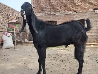 Ghr key Paly Howy Desi Bakkary or Dumbay