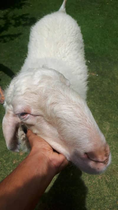 sheep dhumba gulabi Jumbo size