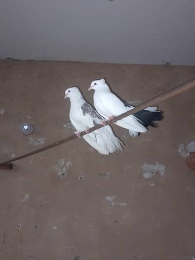 breeder lakha pair with chicks