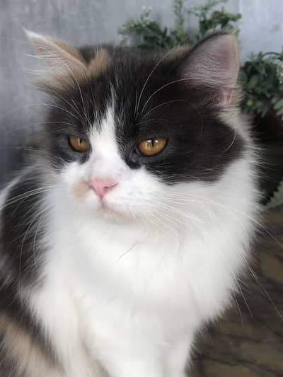 Calico persian female Cat