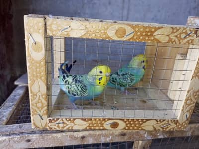 turquoise color budgies split raibow breeder pair