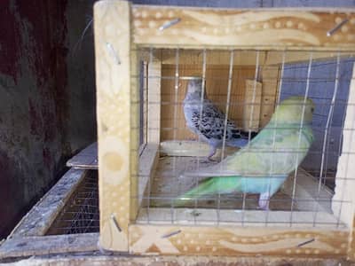 turquoise color budgies split raibow breeder pair