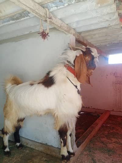 bakra