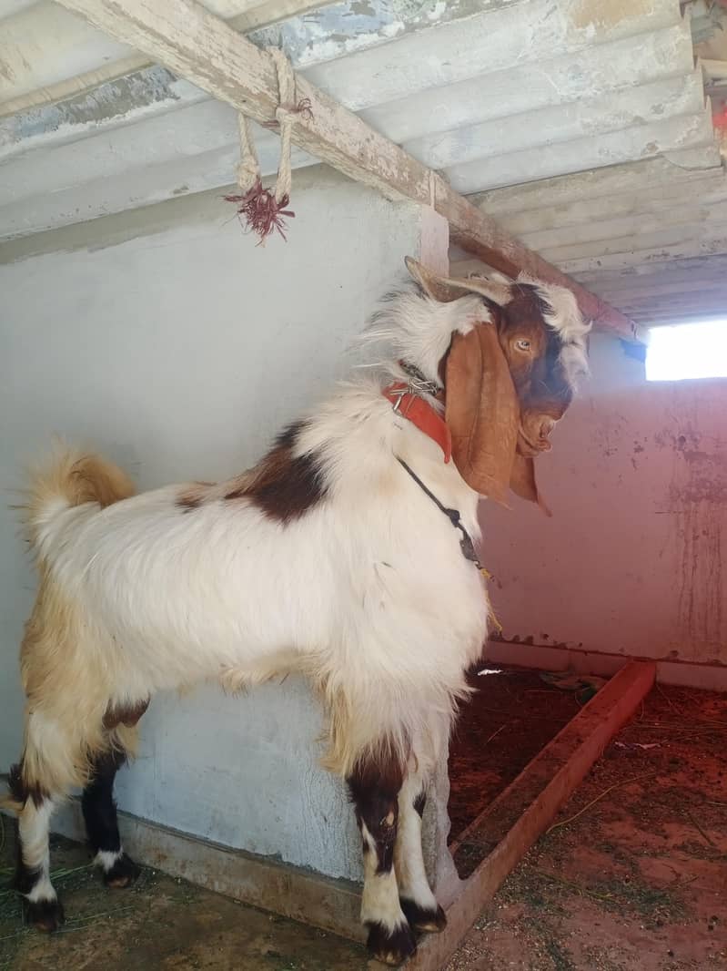 bakra 0