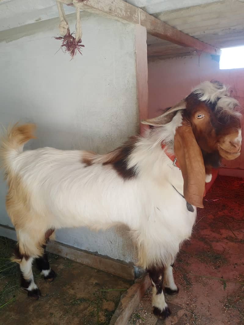 bakra 1