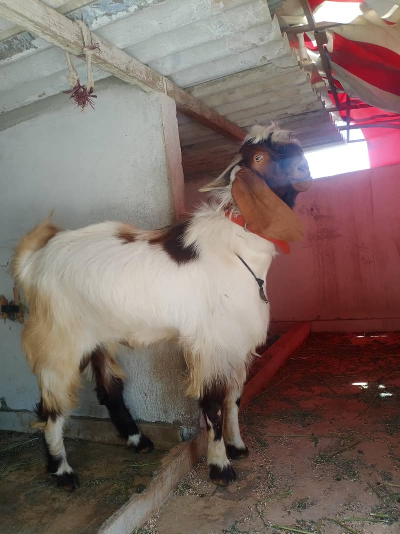 bakra 2