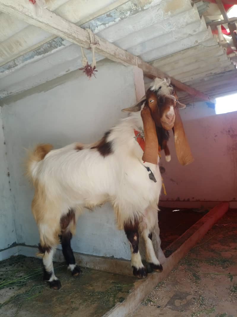 bakra 3