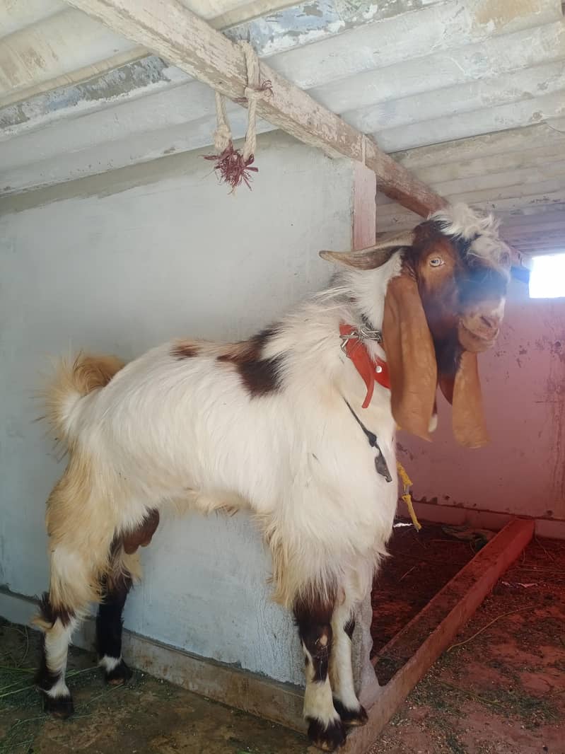 bakra 4