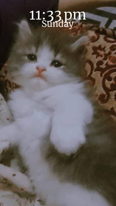 persian kittens