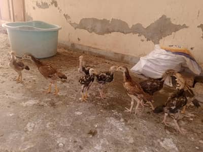 aseel chicks