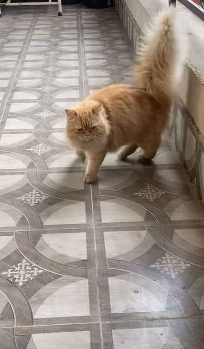 Stud Male Heavy Coat Cat
