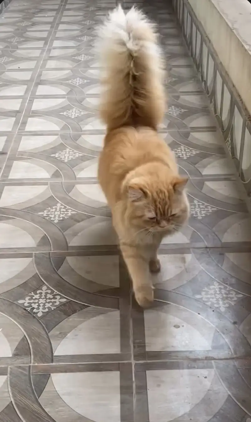 Stud Male Heavy Coat Cat — photo 2