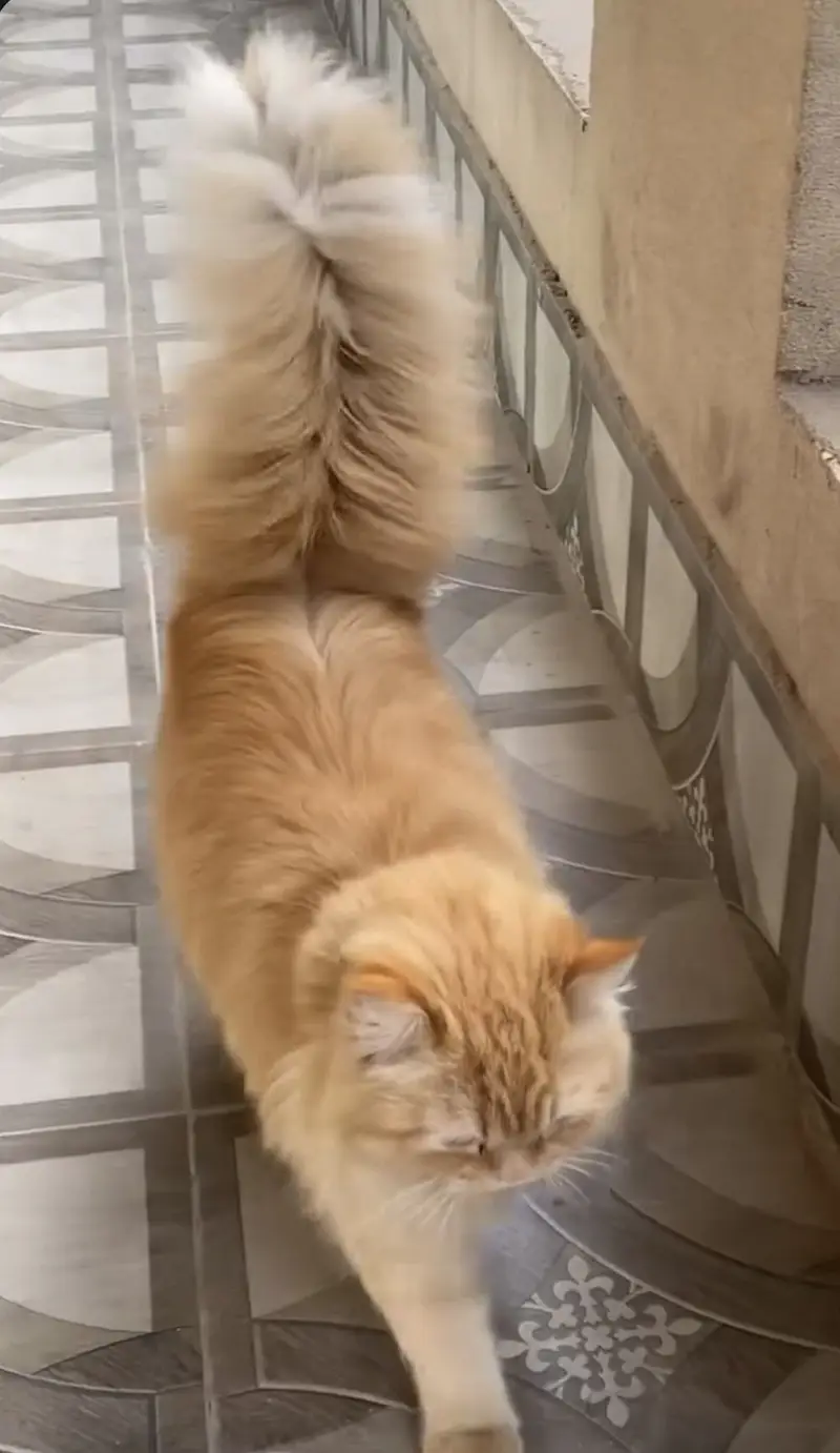 Stud Male Heavy Coat Cat — photo 3