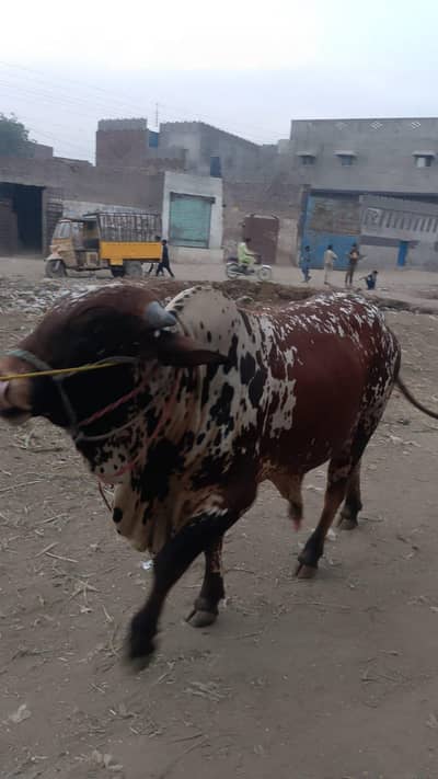 Wacha for Sale