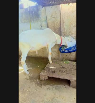 Larkana Male White Eyes 