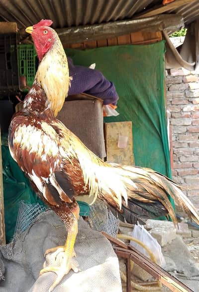 SHAJRA PATHA PEELA CHITPARA PATHA PEELA ASEEL