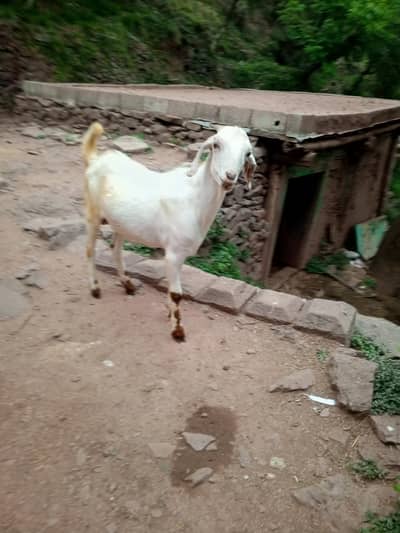 qurbani ki janwer