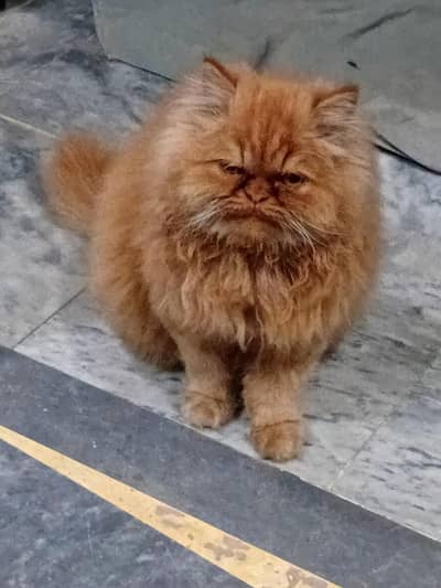 beautiful Persian cat for sale