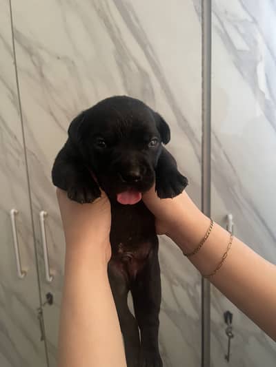 Labrador puppies