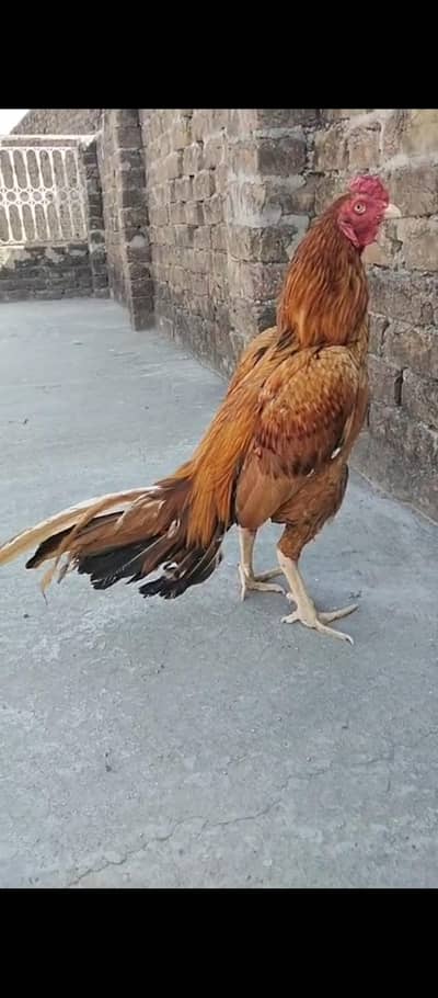 Aseel Mianwali Peela
