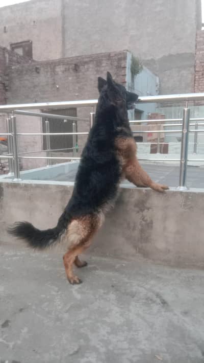 pink pedigree German shepherd