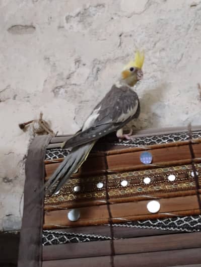 pied cocktail female for sale