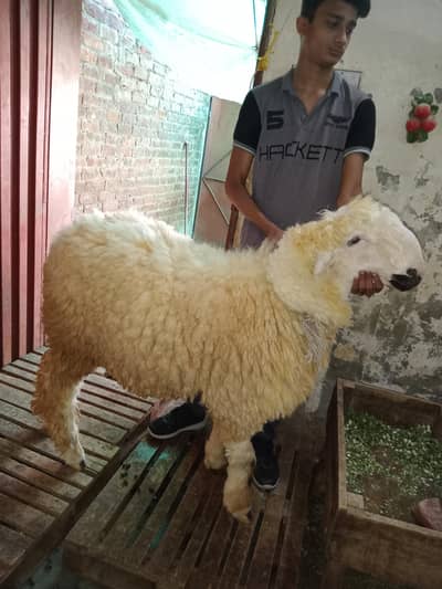 4 Mundra Chatra Sale For Qurbani 2026 Rs 1,80 for per janwar