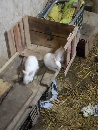 Red eyes newzealand angouri rabbit baby 03175088407