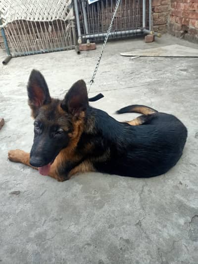German shepherd puppy for sale