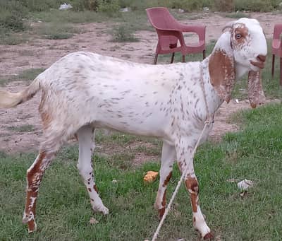 Goats for sell
