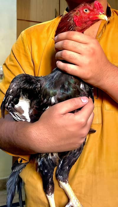 BEST QUALITY MIANWALI ASEEL HOME BREED