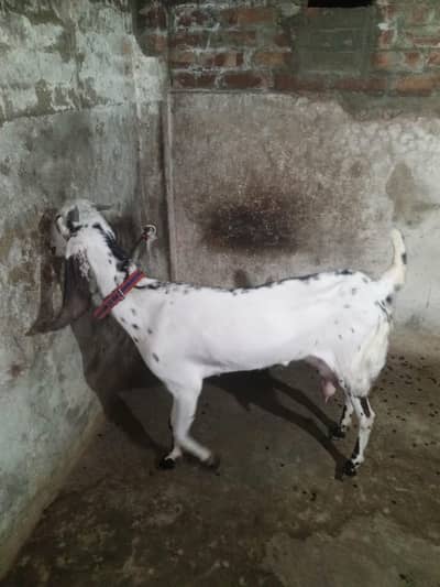 Bakrid do dant Ki Hai