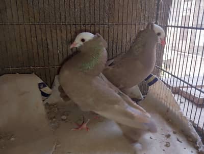 mukhi,mokhe,mokee,mokhi,fancy pigeon kabotar,German mukhi