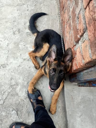 German shepherd puppy for sale