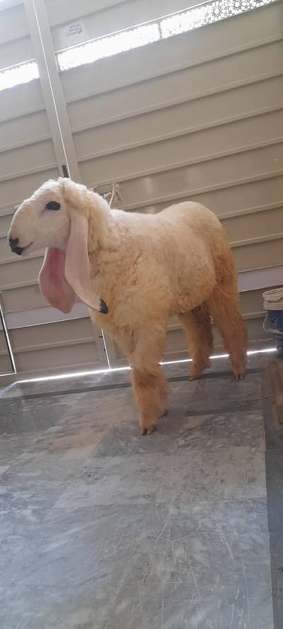 Qurbqni 2026 k lye kajla chatra for sale