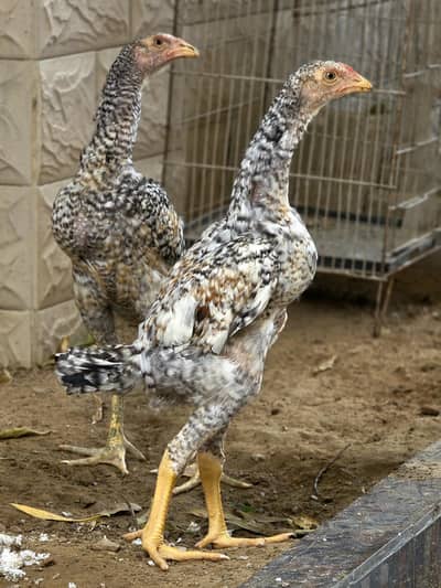 King O Shamo (Coco)