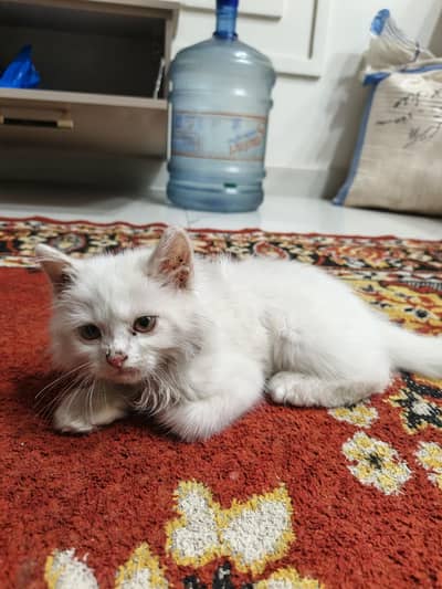 2 months old trained cat
