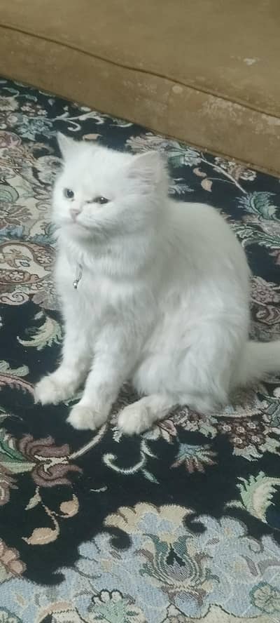 dubal eyes cat whit color